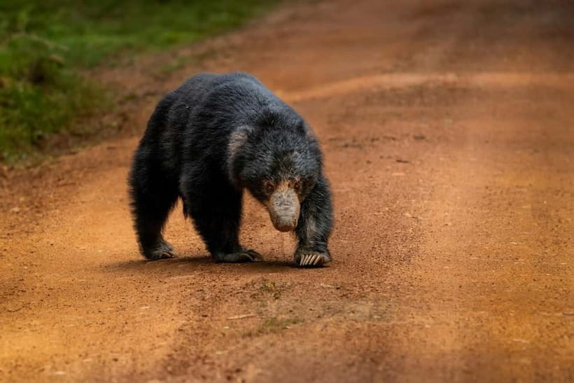 From Anuradhapura: Wilpattu National park Safari - FAQ