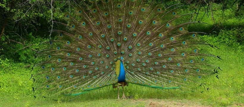 From Anuradhapura: Wilpattu National park Safari - Four hours among Wilpattu’s lakes and forest