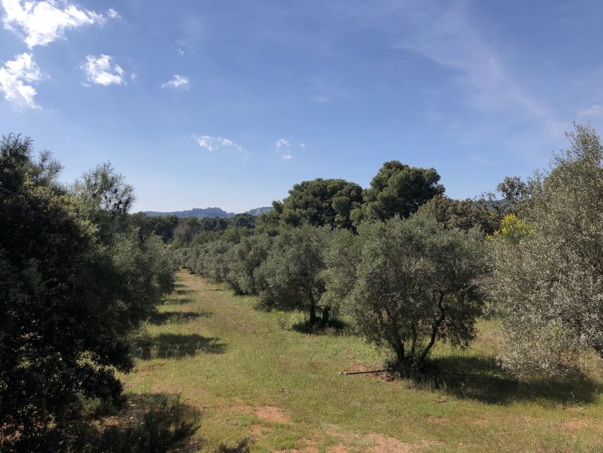 From Arles: Alpilles Regional Park Provence 4x4 Safari - Who Should Book This Alpilles Safari?