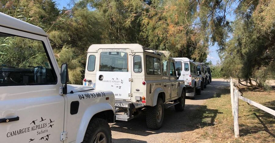 From Arles: Half-Day 4x4 Camargue Safari - Why the Camargue deserves a half-day