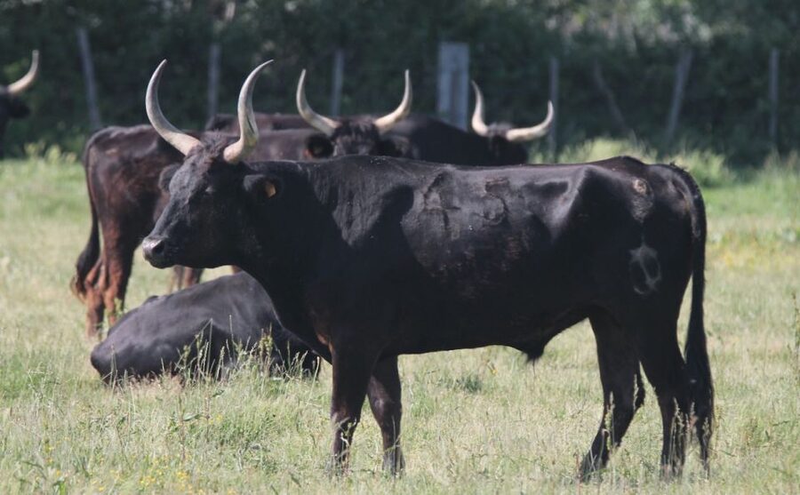 From Arles: Half-Day 4x4 Camargue Safari - Meeting the Camargue horses and bulls