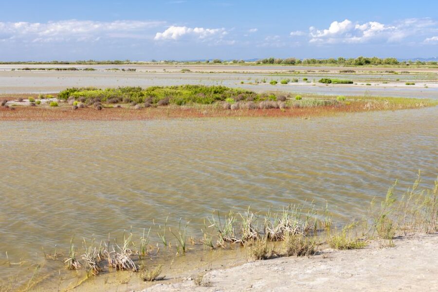 From Arles: Half-Day 4x4 Camargue Safari - Flamingos, ponds, and bird-filled marshes