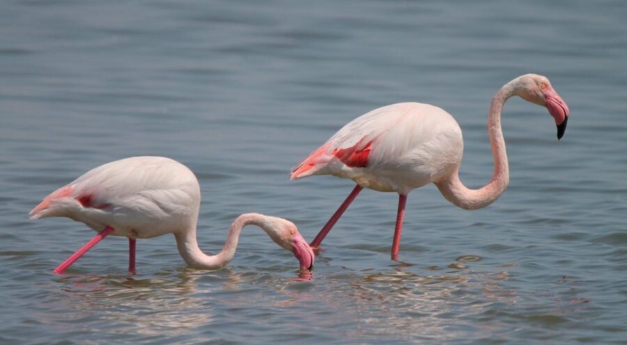 From Arles: Half-Day 4x4 Camargue Safari - Group size, language, and family details