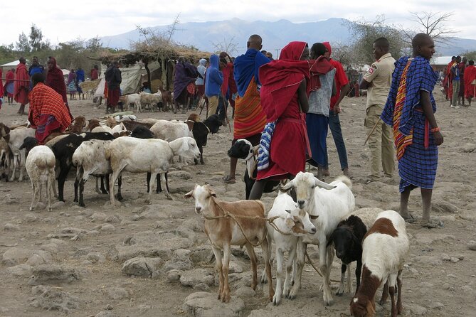 From Arusha: 7 Days Classic Safari Central Northern Circuit - Lodges, meals, and the value of the $2,721 price