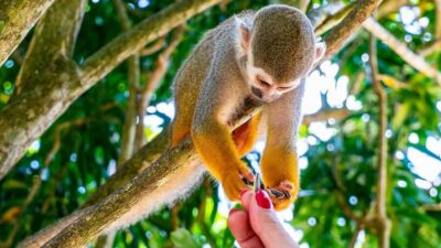 Half Day Monkeyland Safari