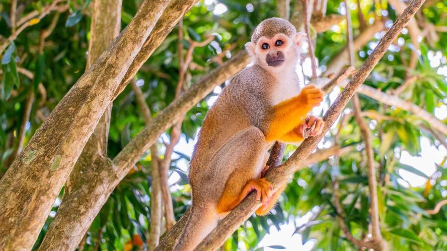 From Bayahibe: Half Day Monkeyland Safari - Meeting the squirrel monkeys for 45 minutes