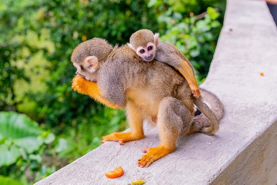 From Bayahibe: Half Day Monkeyland Safari - Guides can make or break the day