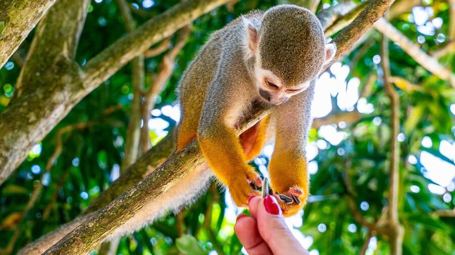 From Bayahibe: Half Day Monkeyland Safari - Starting with a Dominican country house