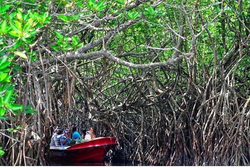 From Bentota: Exclusive Madu River Safari & Turtle Hatchery - Key points before you book