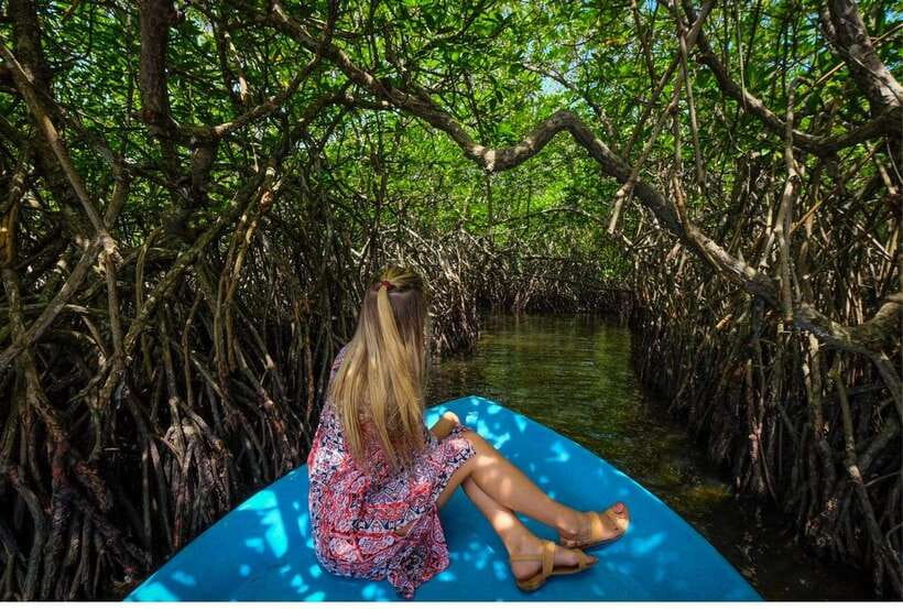 From Bentota: Exclusive Madu River Safari & Turtle Hatchery - Cinnamon Island and the value of a local stop