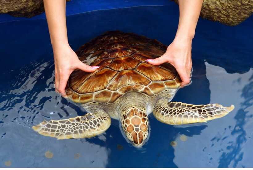 From Bentota: Exclusive Madu River Safari & Turtle Hatchery - Who will enjoy this morning most