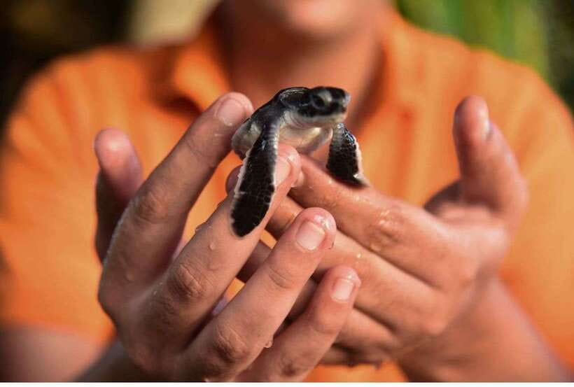 From Bentota: Exclusive Madu River Safari & Turtle Hatchery - The Madu Ganga boat ride at 9:30 a.m.