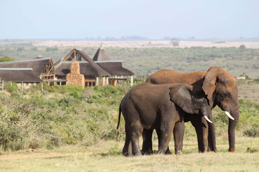From Cape Town: 2-Day Safari at Garden Route Game Lodge - Quick facts about the Garden Route safari