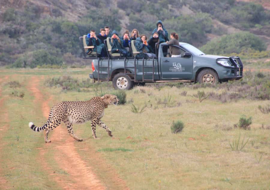 From Cape Town: 2-Day Safari at Garden Route Game Lodge - The long road south from Cape Town