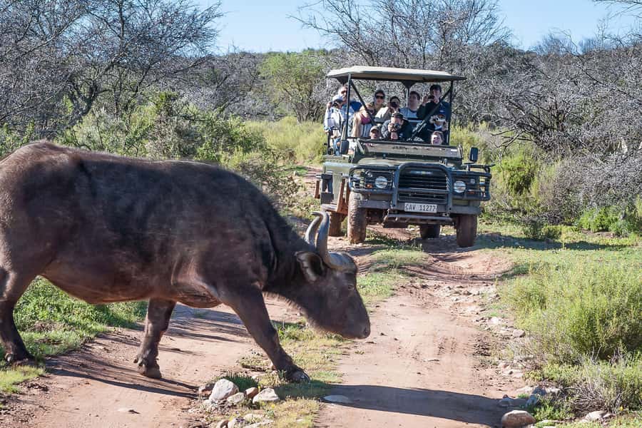 From Cape Town: 3-Day Garden Route Highlights and 4x4 Safari - Guides can make or break the long drives