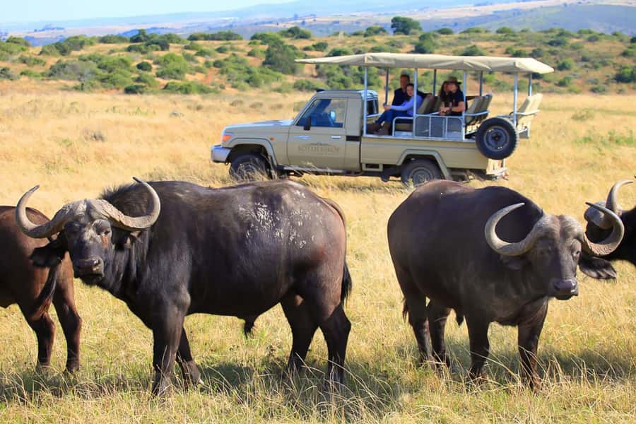 From Cape Town: 3-Day Garden Route Highlights and 4x4 Safari - Canoeing in Wilderness offers the quietest hour