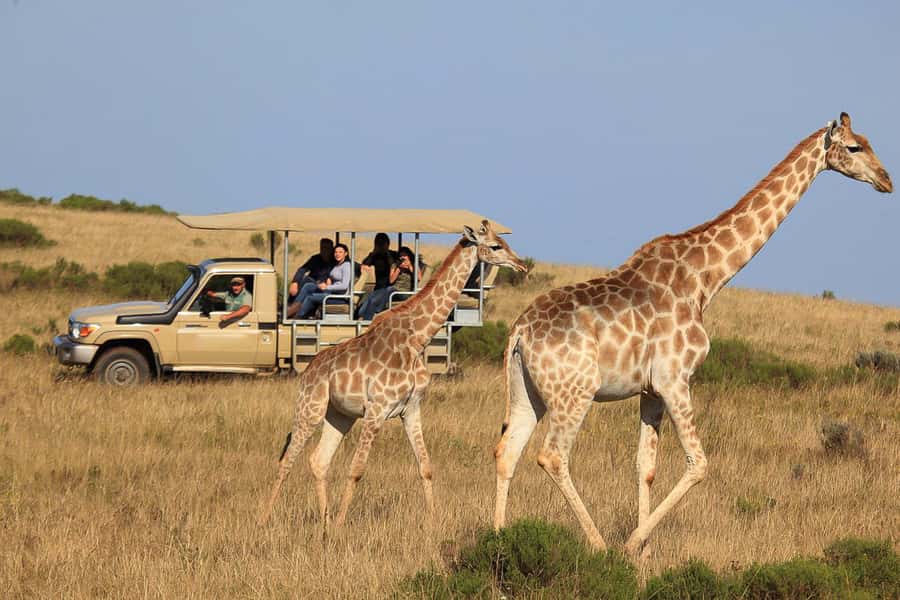 From Cape Town: 3-Day Garden Route Highlights and 4x4 Safari - Route 62 turns the first driving day into a proper outing