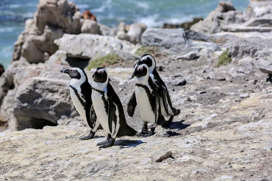 From Cape Town: 3-Day Garden Route Safari and Coastal Tour - Key points at a glance