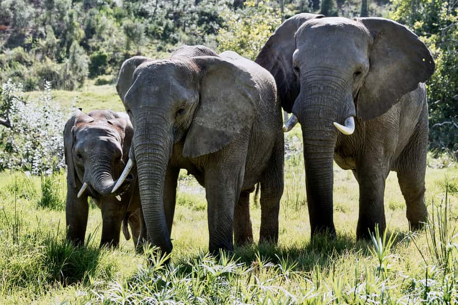From Cape Town: 3-Day Garden Route Safari and Coastal Tour - Day two: the Garden Route Game Lodge