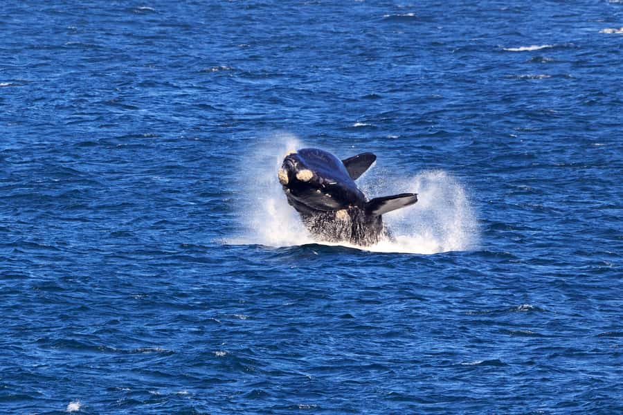 From Cape Town: 3-Day Garden Route Safari and Coastal Tour - Practical tips for a smoother ride