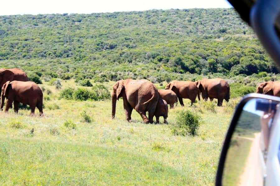From Cape Town: 5-Day Best of Garden Route and Addo Safari - Day 2: Cango Caves and traditional South African treats