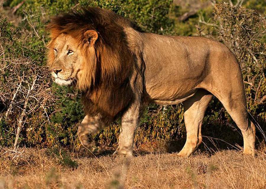 From Cape Town: 5-Day Best of Garden Route and Addo Safari - Accommodation packages and what your money buys