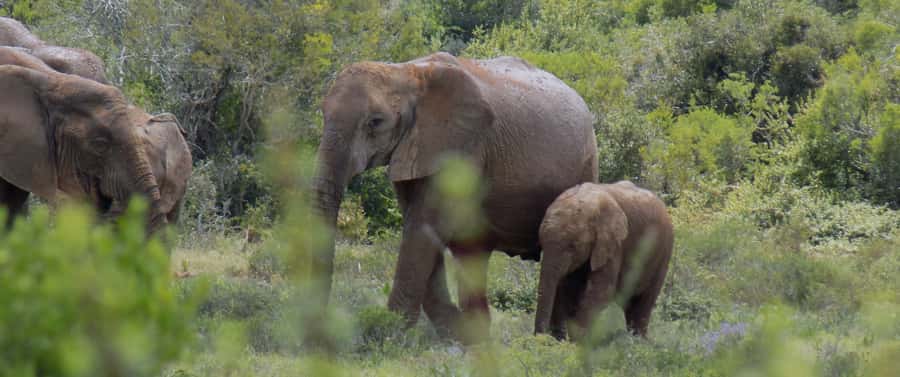 From Cape Town: 5-Day Best of Garden Route and Addo Safari - How much driving should you expect?
