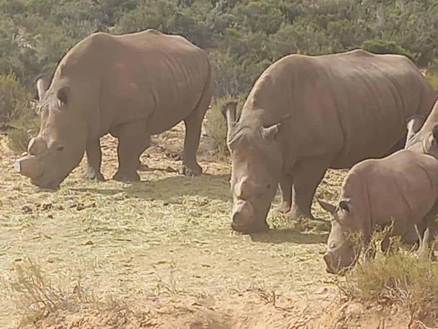 From Cape Town: Aquila Game Reserve Safari Tour with Lunch - Quick points to know before booking