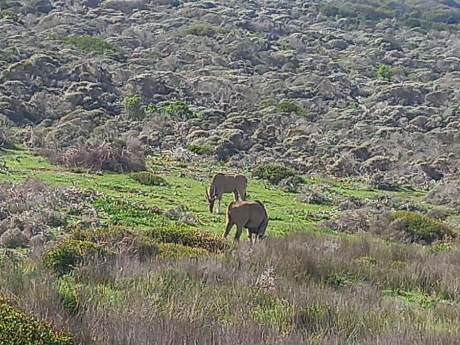 From Cape Town: Aquila Game Reserve Safari Tour with Lunch - Why this safari works from Cape Town