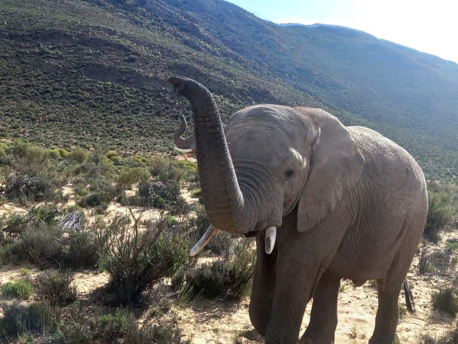 From Cape Town: Aquila Game Reserve Safari Tour with Lunch - Arrival at Aquila and the welcome