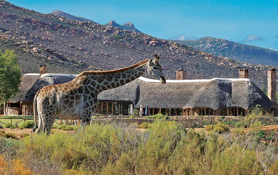 From Cape Town: Aquila Game Reserve Safari Tour with Lunch - Three hours in the open safari vehicle