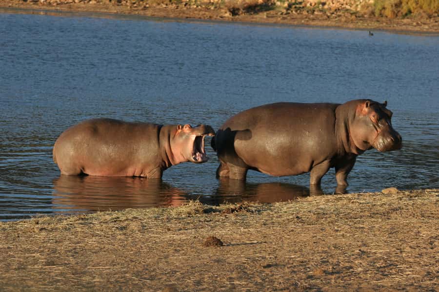 From Cape Town: Aquila Game Reserve Safari Tour with Lunch - The Big Five question: what you may actually see