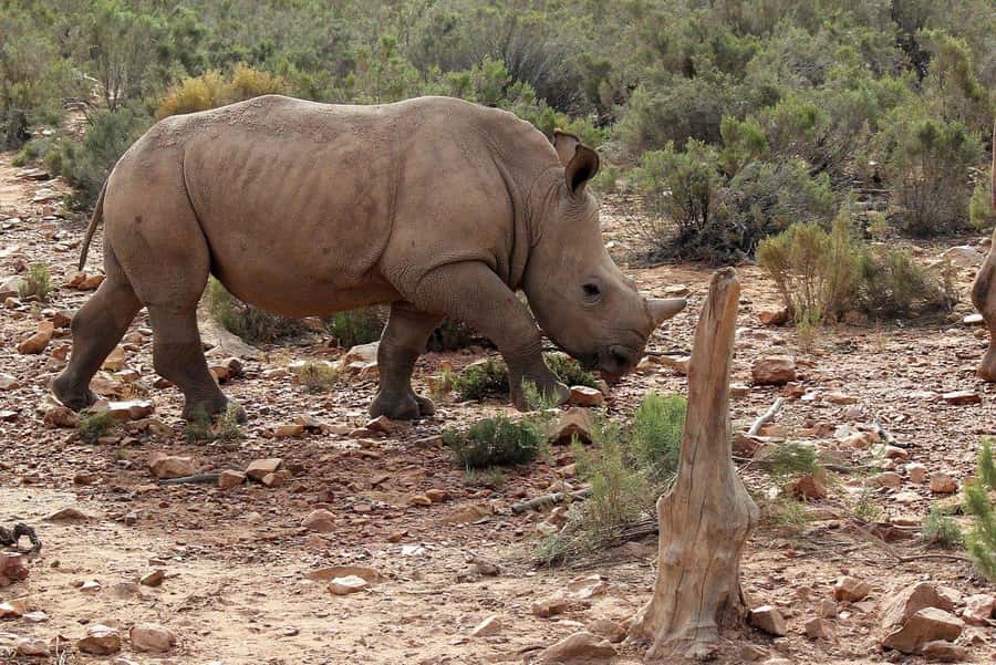 From Cape Town: Aquila Game Reserve Safari Tour with Lunch - How the $342 price holds up
