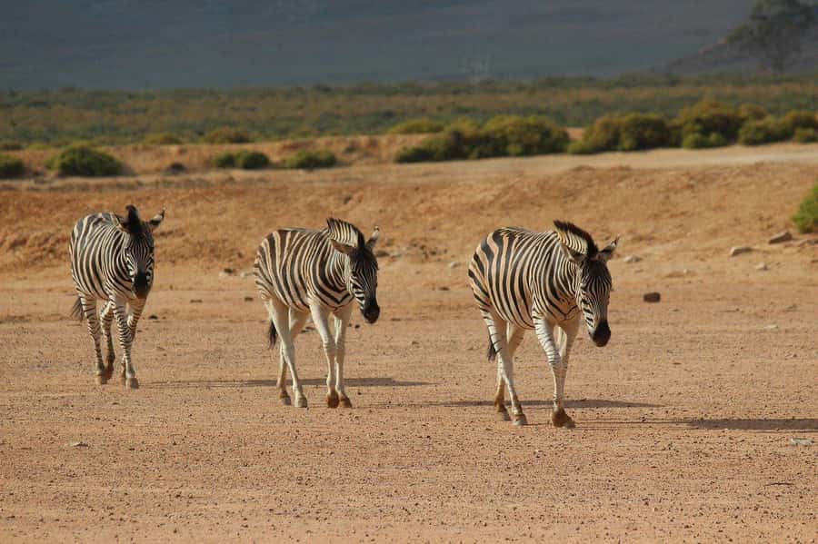 From Cape Town: Aquila Game Reserve Safari Tour with Lunch - Comfort, group size, and the return to Cape Town