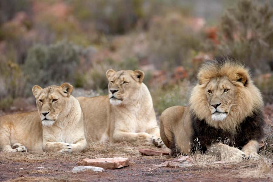 From Cape Town: Aquila Game Reserve Safari Tour with Lunch - Who should book this day trip?