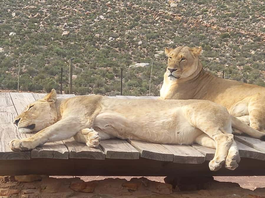 From Cape Town: Aquila Game Reserve Safari Tour with Lunch - The N1 ride through the Cape Winelands