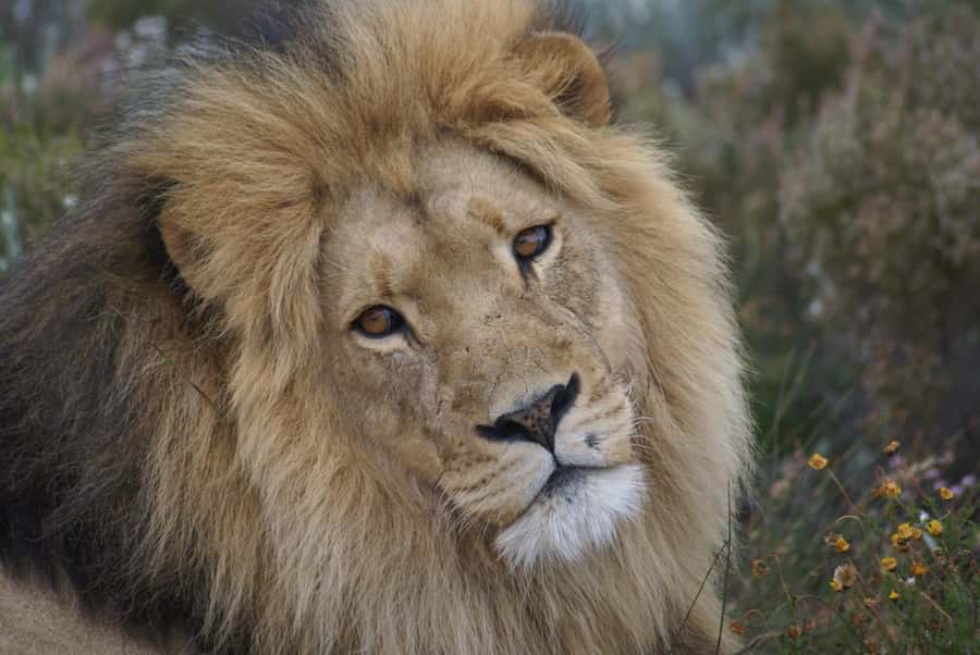 From Cape Town: Big Five Safari Experience with Lunch - A Cape Town safari that fits into one day