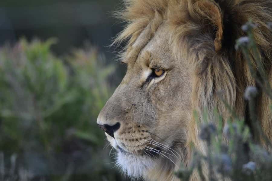 From Cape Town: Big Five Safari Experience with Lunch - Should you book this Cape Town Big Five safari?