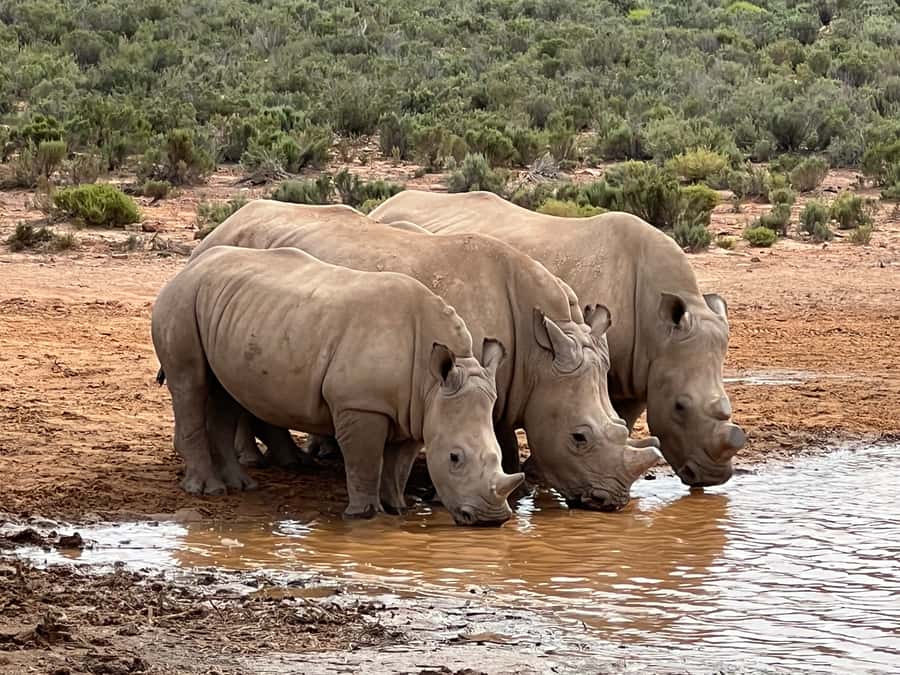 From Cape Town: Big Five Safari Experience with Lunch - Leaving Cape Town at 8:50 a.m.