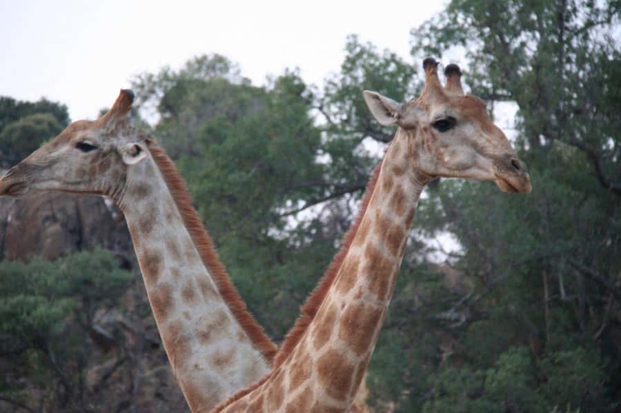From Cape Town: Big Five Safari Experience with Lunch - The main drawbacks to consider