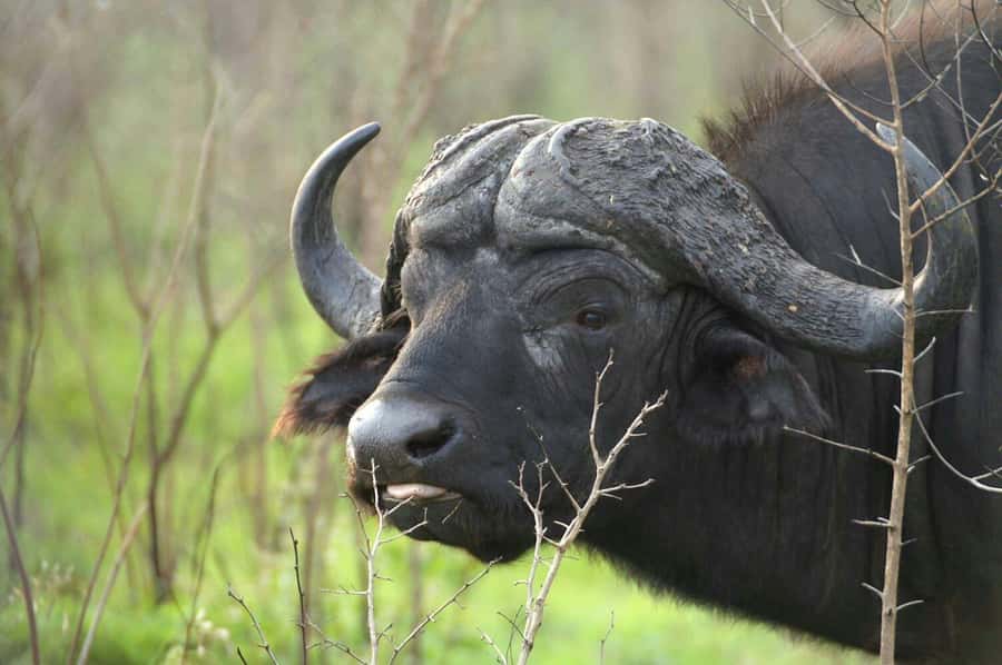 From Cape Town: Big Five Safari Experience with Lunch - Welcome drink and buffet lunch at the reserve