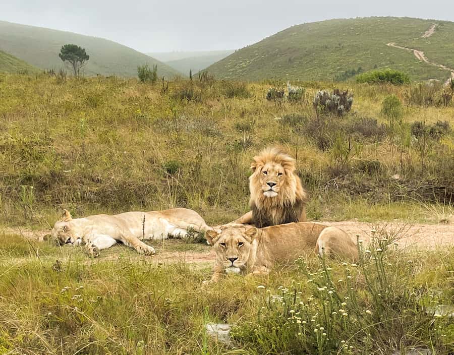 From Cape Town: South African Wildlife and Safari 2-Day Tour - Cape Town to Botlierskop: a long but worthwhile first morning