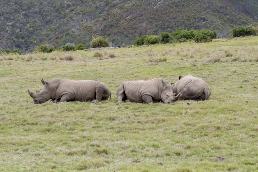 From Cape Town: South African Wildlife and Safari 2-Day Tour - Oudtshoorn after dark: ostriches, stars, and a local braai