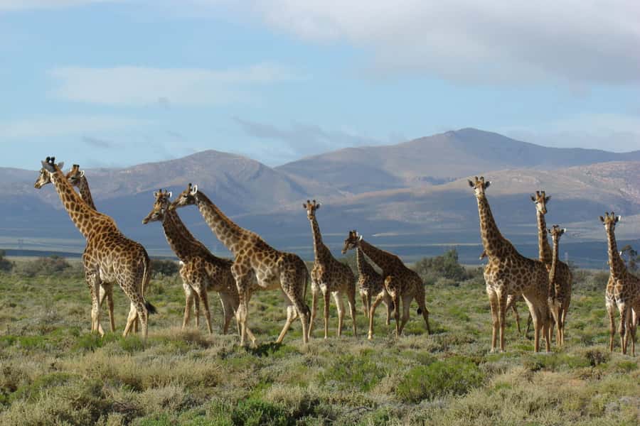 From Cape Town: South African Wildlife and Safari 2-Day Tour - Four accommodation packages, four different experiences