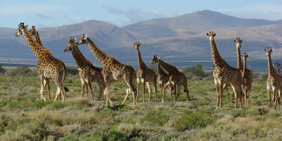 From Cape Town: South African Wildlife and Safari 2-Day Tour - The optional rescued-elephant encounter