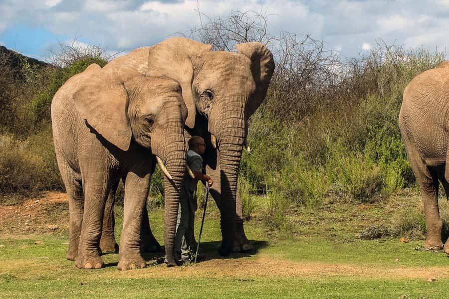 From Cape Town: South African Wildlife and Safari 2-Day Tour - Route 62 back to Cape Town