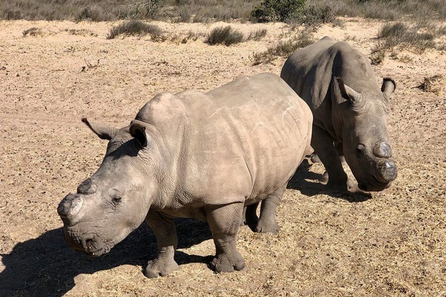 From Cape Town: Wildlife Safari, Olive, Beer & Wine Tasting - Key Points To Know Before You Book