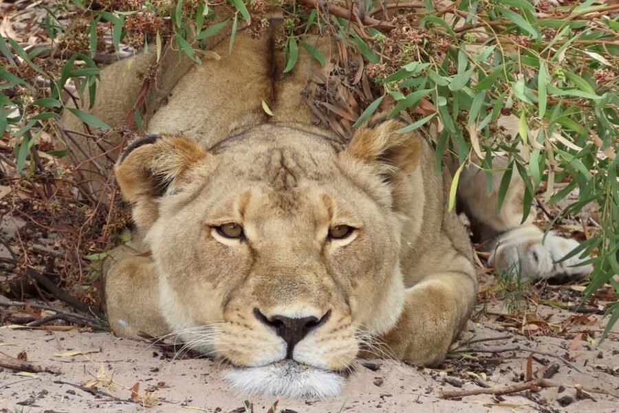 From Cape Town: Wildlife Safari, Olive, Beer & Wine Tasting - What This Cape West Coast Tour Is Really Offering