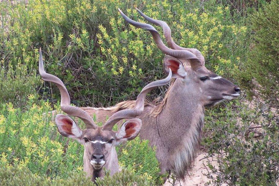 From Cape Town: Wildlife Safari, Olive, Beer & Wine Tasting - Buffelsfontein Game Reserve And The Open Vehicle Drive
