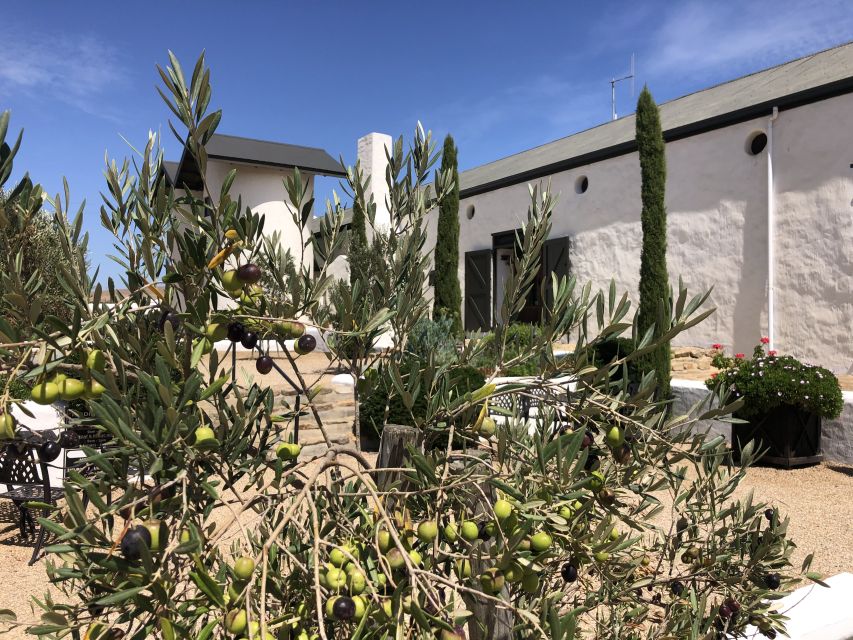 From Cape Town: Wildlife Safari, Olive, Beer & Wine Tasting - Darling Brew Brings Beer And Lunch